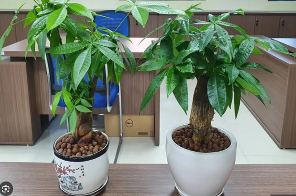 C&acirc;y kim ng&acirc;n hợp với mệnh g&igrave; để sinh t&agrave;i lộc, thịnh vượng - Ảnh 2.