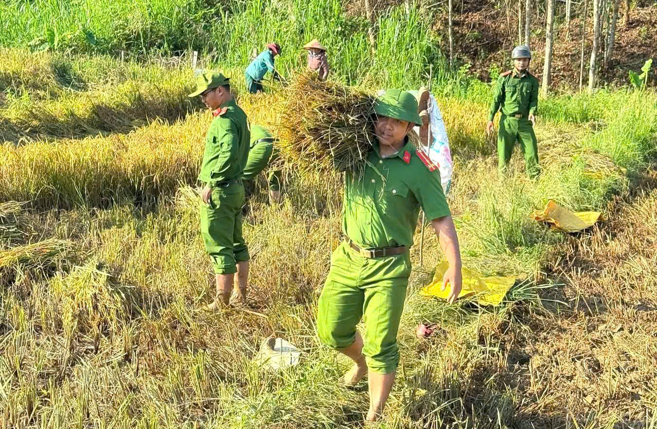 C&ocirc;ng an, bi&ecirc;n ph&ograve;ng xuống đồng gi&uacute;p d&acirc;n thu hoạch l&uacute;a trước thời tiết bất lợi - Ảnh 3.
