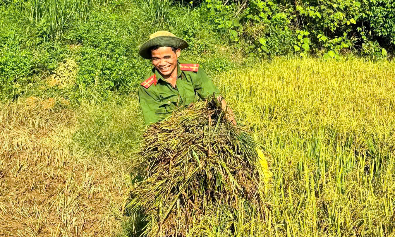 C&ocirc;ng an, bi&ecirc;n ph&ograve;ng xuống đồng gi&uacute;p d&acirc;n thu hoạch l&uacute;a trước thời tiết bất lợi - Ảnh 5.
