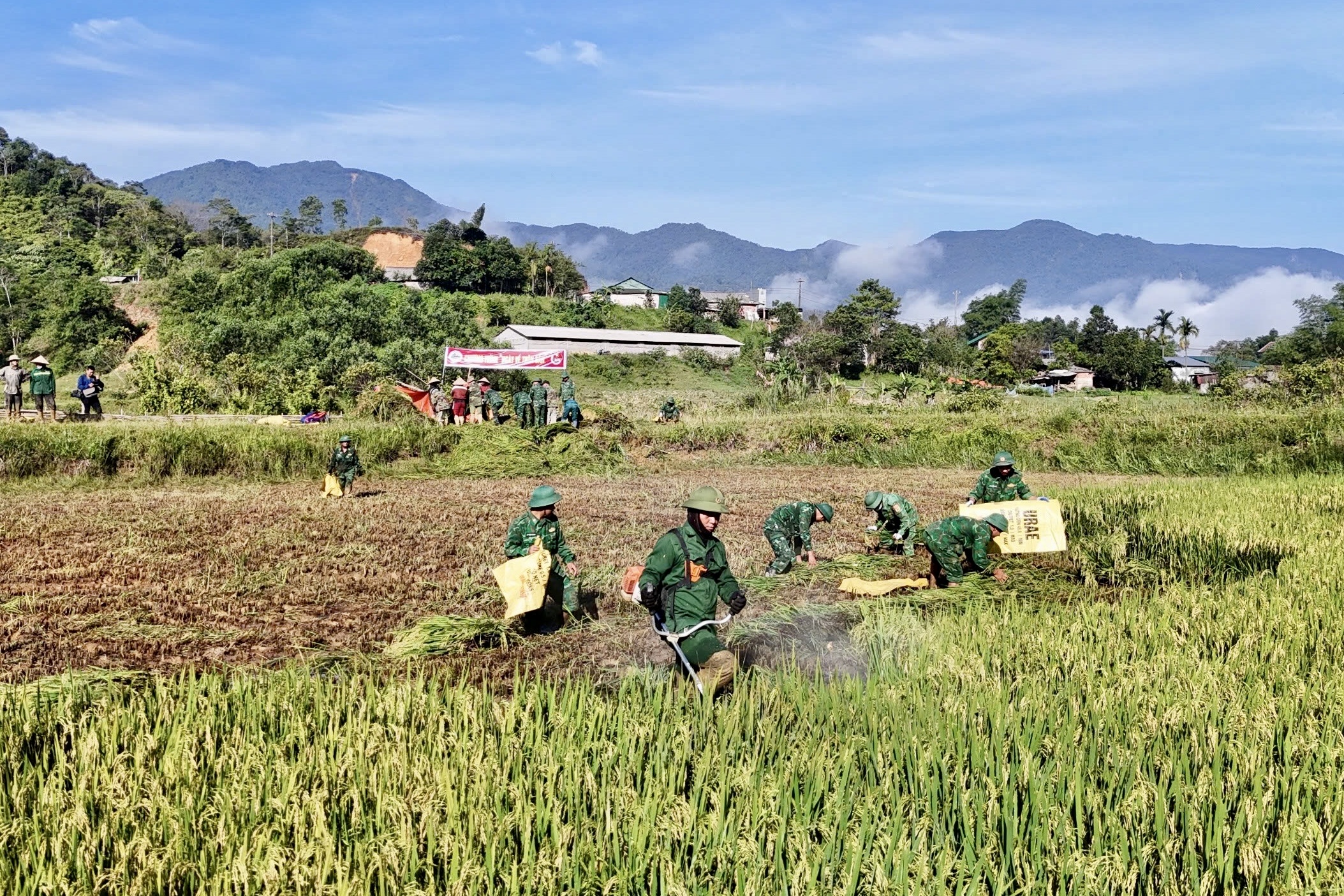 C&ocirc;ng an, bi&ecirc;n ph&ograve;ng xuống đồng gi&uacute;p d&acirc;n thu hoạch l&uacute;a trước thời tiết bất lợi - Ảnh 6.