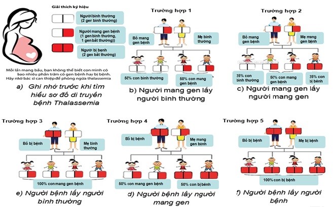 Ng&agrave;y Thalassemia Thế giới (8/5): Nhiều người mang gen bệnh m&agrave; kh&ocirc;ng biết - Ảnh 2.