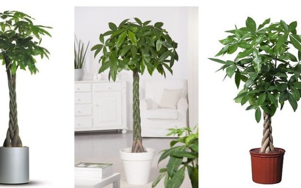 Mẹo trồng c&acirc;y kim tiền ra hoa, &yacute; nghĩa phong thủy khi thấy hoa kim tiền nở - Ảnh 4.