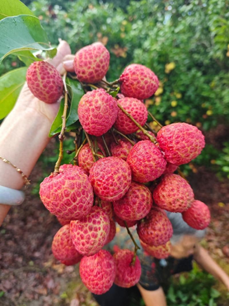Ăn vải thế n&agrave;o mới đ&uacute;ng? 3 m&oacute;n tuyệt ngon nấu từ tr&aacute;i vải- Ảnh 1.