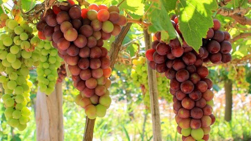 5 Lọai tr&aacute;i c&acirc;y cần tr&aacute;nh rửa ngay khi mua để bảo quản l&acirc;u hơn - Ảnh 8.