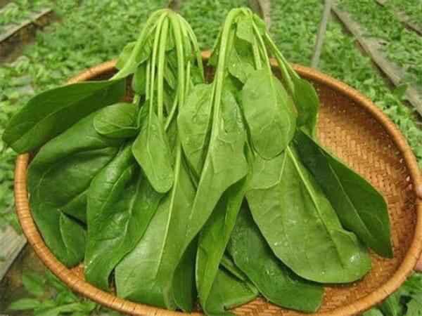 Người bị vi&ecirc;m g&acirc;n ch&acirc;n n&ecirc;n ăn g&igrave; v&agrave; ki&ecirc;ng g&igrave; để mau l&agrave;nh? - Ảnh 1.