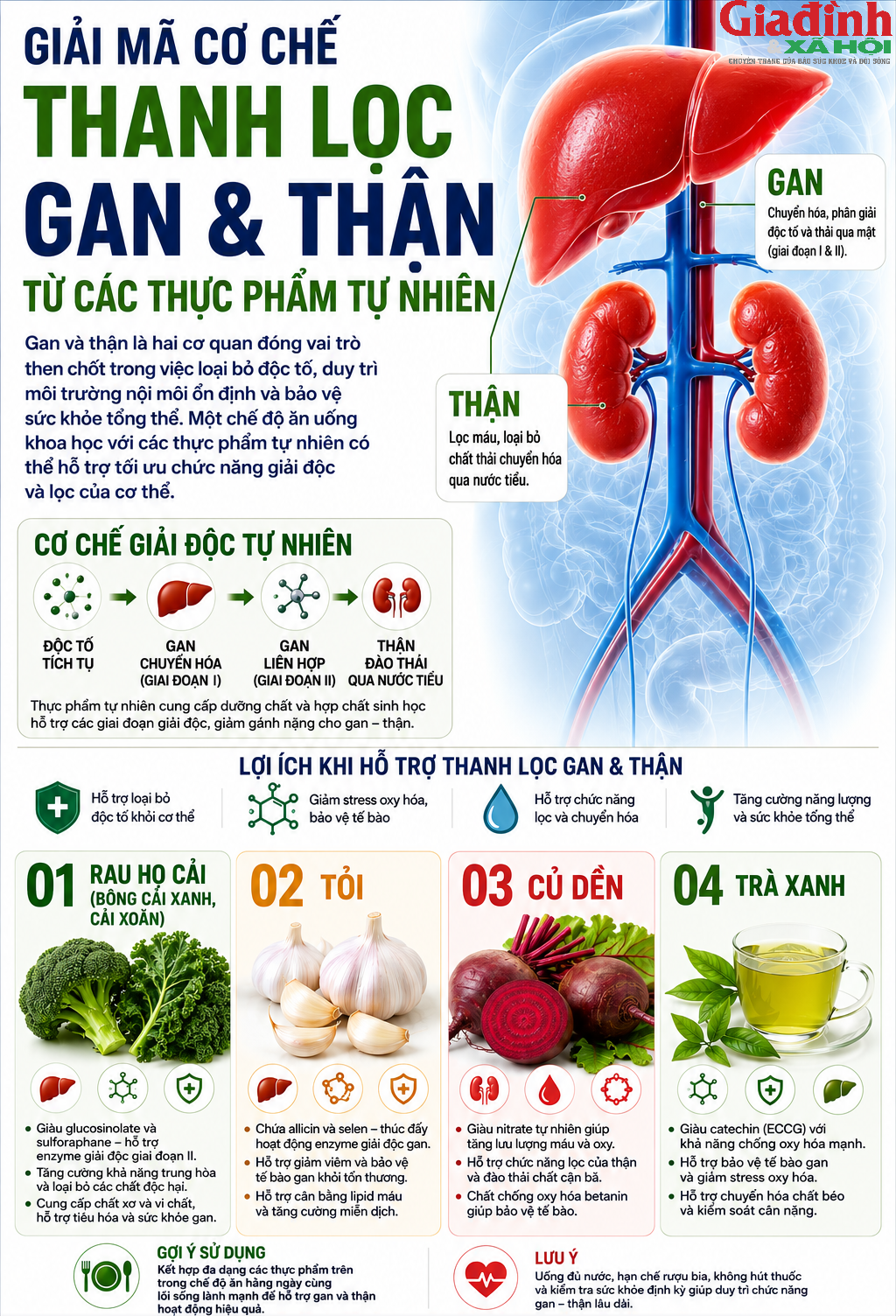 Cơ thể đang 'b&aacute;o động' v&igrave; gan thận yếu? 4 thực phẩm n&agrave;y c&oacute; thể l&agrave; thứ bạn đang thiếu - Ảnh 1.