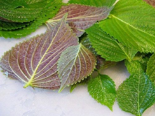 5 Lọai rau thơm qúy giá bảo vệ sức khỏe tim mạch và phòng ngừa ung thư - Ảnh 1. 5 Lọai rau thơm qúy giá bảo vệ sức khỏe tim mạch và phòng ngừa ung thư - Ảnh 1.