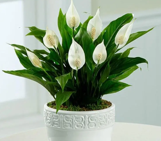 Muốn vợ chồng hòa thuận, ngủ ngon thẳng giấc, đừng bỏ qua 8 loài cây này - Ảnh 3.
