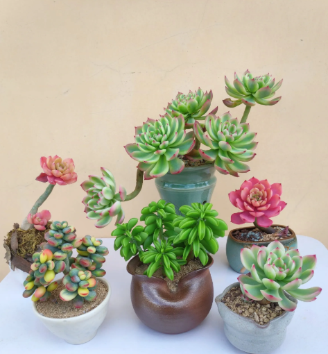 Muốn vợ chồng hòa thuận, ngủ ngon thẳng giấc, đừng bỏ qua 8 loài cây này - Ảnh 5.