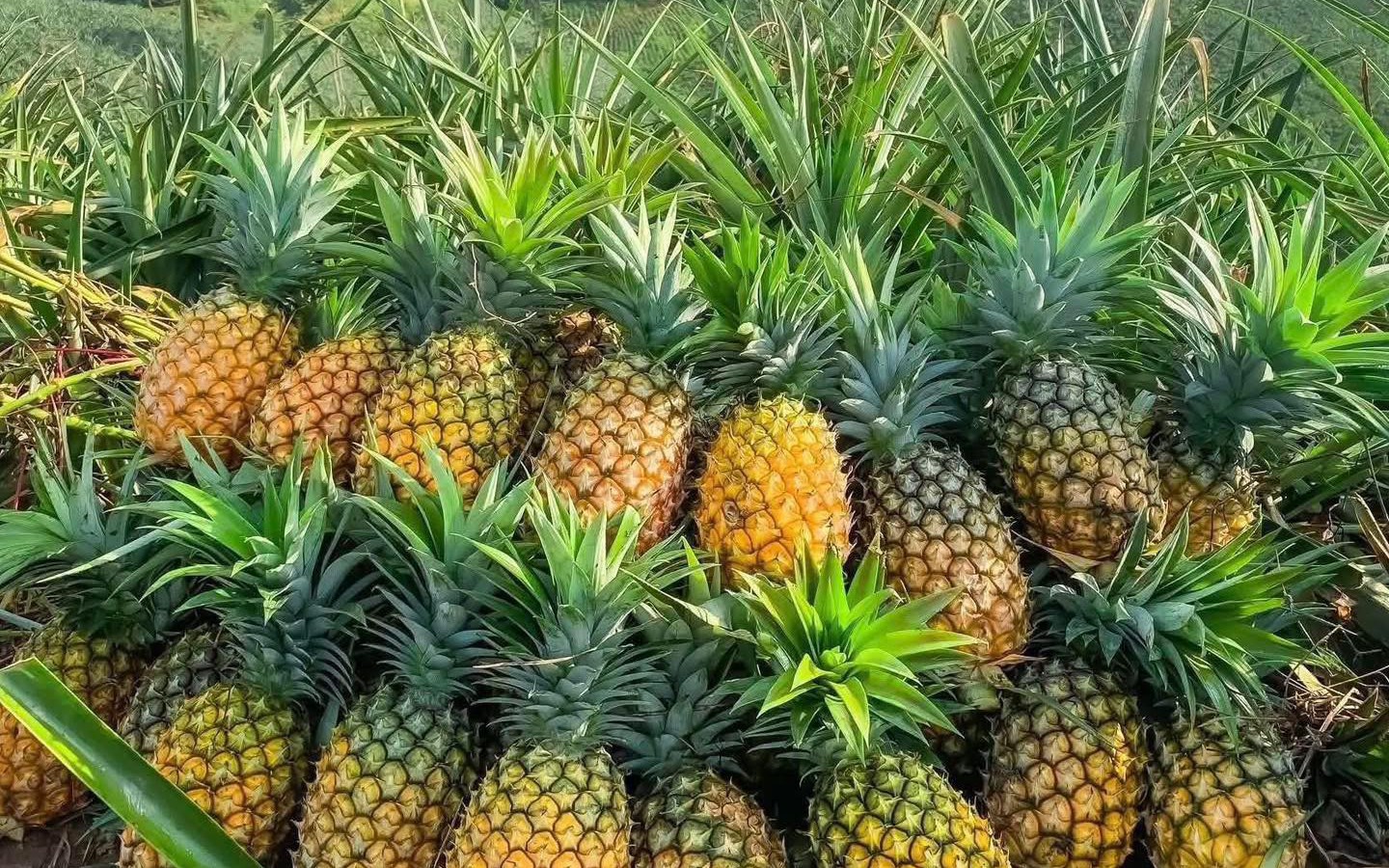 Dứa v&agrave;o m&ugrave;a b&aacute;n đầy chợ, tiểu thương bật m&iacute; b&iacute; k&iacute;p chọn quả vừa ngon, bổ lại rẻ - Ảnh 5.