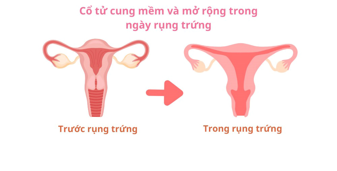 12 dấu hiệu gi&uacute;p chị em nhận biết m&igrave;nh đang rụng trứng- Ảnh 1.