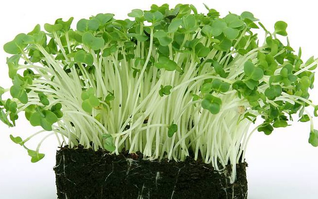 Loại rau m&ugrave;a n&agrave;o cũng c&oacute; gi&aacute; rẻ như cho, b&aacute;n đầy chợ Việt rất gi&agrave;u canxi, selen - Ảnh 5.