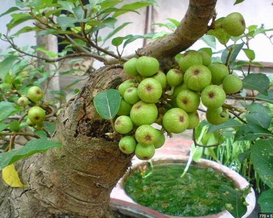 Cách chọn cây phong thủy bàn làm việc cho tuổi Sửu thu hút tài lộc - Ảnh 1.