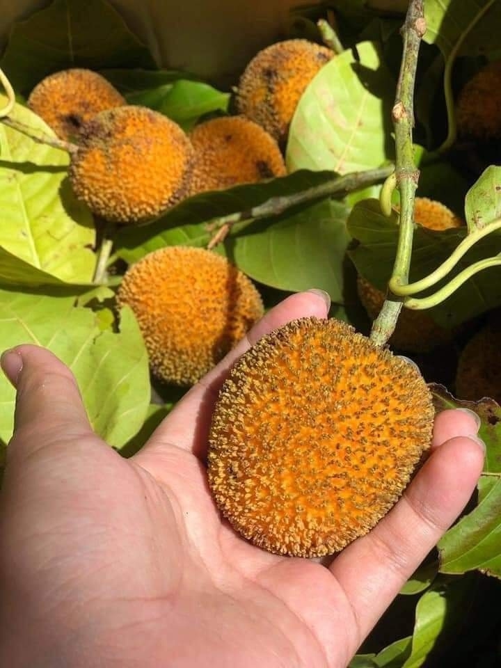 Loại quả dại mọc đầy bờ r&agrave;o kh&ocirc;ng ai h&aacute;i giờ th&agrave;nh đặc sản được ưa chuộng gi&aacute; 120.000 đồng/kg vẫn kh&oacute; mua - Ảnh 1.