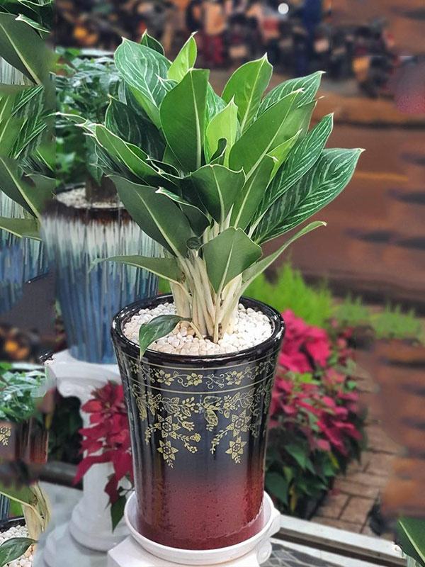 Loại cây phong thủy bàn làm việc giúp tuổi Dần thăng tiến như diều gặp gió - Ảnh 4.