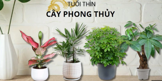 Tuổi Th&igrave;n n&ecirc;n để c&acirc;y g&igrave; tr&ecirc;n b&agrave;n l&agrave;m việc để tiền t&agrave;i hanh th&ocirc;ng, sự nghiệp thăng tiến? - Ảnh 1.