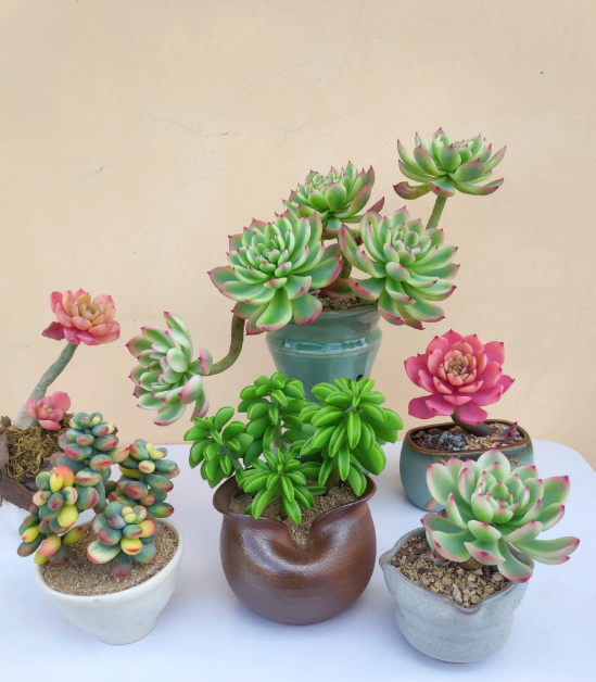 Tuổi Th&igrave;n n&ecirc;n để c&acirc;y g&igrave; tr&ecirc;n b&agrave;n l&agrave;m việc để tiền t&agrave;i hanh th&ocirc;ng, sự nghiệp thăng tiến? - Ảnh 3.