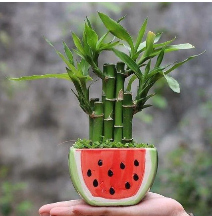 Tuổi Th&igrave;n n&ecirc;n để c&acirc;y g&igrave; tr&ecirc;n b&agrave;n l&agrave;m việc để tiền t&agrave;i hanh th&ocirc;ng, sự nghiệp thăng tiến? - Ảnh 4.