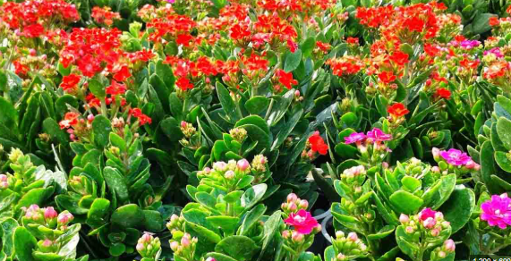 Tuổi Ngọ hợp c&acirc;y g&igrave; để b&agrave;n để sự nghiệp hanh th&ocirc;ng, h&uacute;t t&agrave;i lộc? - Ảnh 2.