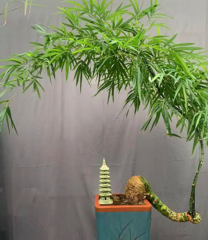 Chọn c&acirc;y phong thủy theo 12 con gi&aacute;p để tiền t&agrave;i rực rỡ - Ảnh 1.