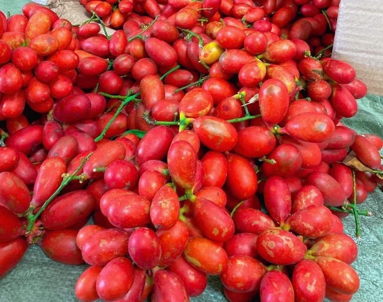 Loại quả xưa rụng đầy bờ r&agrave;o kh&ocirc;ng ai ng&oacute; giờ th&agrave;nh đặc sản l&ecirc;n tới 500.000 đồng/kg, trồng một lần thu hoạch cả đời - Ảnh 2.