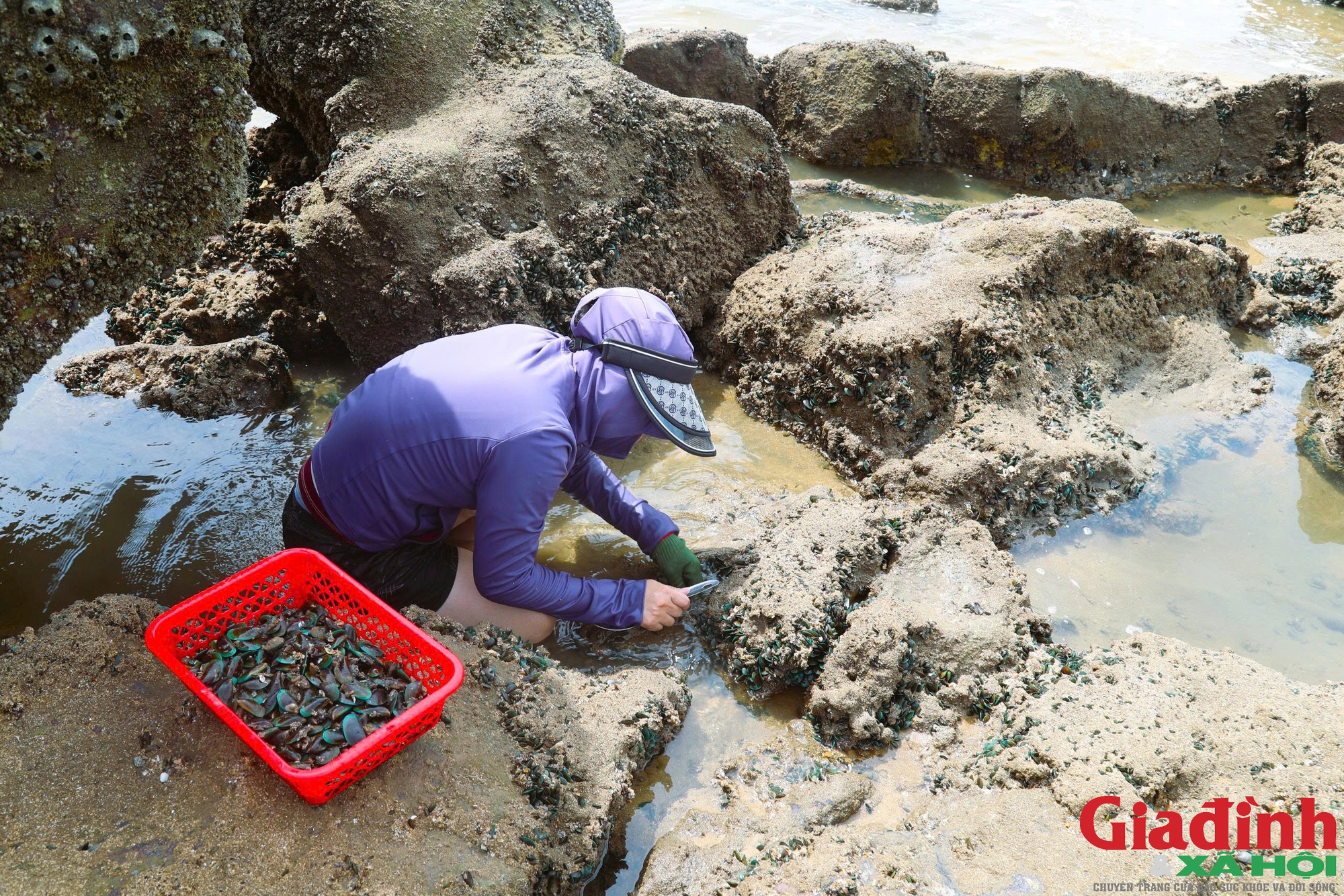 Đặc sản vẹm xanh b&aacute;m chi ch&iacute;t tr&ecirc;n ghềnh đ&aacute;, được v&iacute; như 'nh&acirc;n s&acirc;m, thuốc bổ' - Ảnh 7.