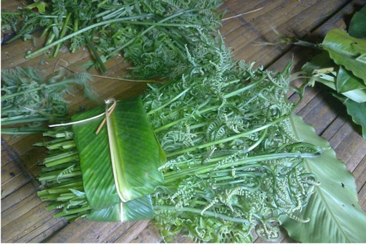 Loại rau dại trước bỏ đi nay l&agrave; đặc sản gi&aacute; 200.000 đồng/kg được được người Trung Quốc xem l&agrave; &ldquo;rau trường thọ&rdquo;, sang tận nơi để thu mua - Ảnh 2.