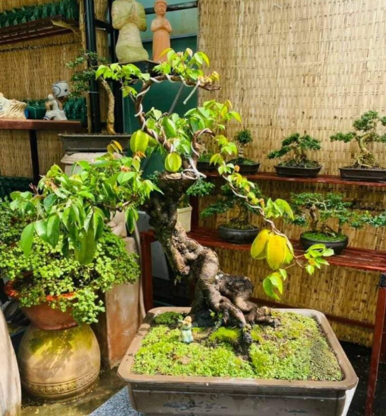 Sự thật về &yacute; nghĩa phong thủy của c&acirc;y khế kh&ocirc;ng phải ai cũng biết - Ảnh 1.