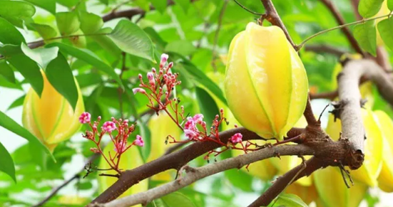 Sự thật về &yacute; nghĩa phong thủy của c&acirc;y khế kh&ocirc;ng phải ai cũng biết - Ảnh 3.