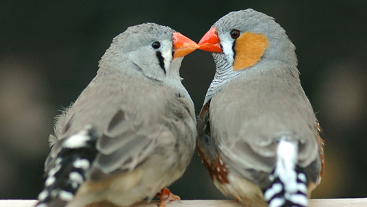 AI đ&atilde; giải m&atilde; được tiếng chim, ng&agrave;y con người n&oacute;i chuyện được với động vật sắp đến gần?- Ảnh 2.