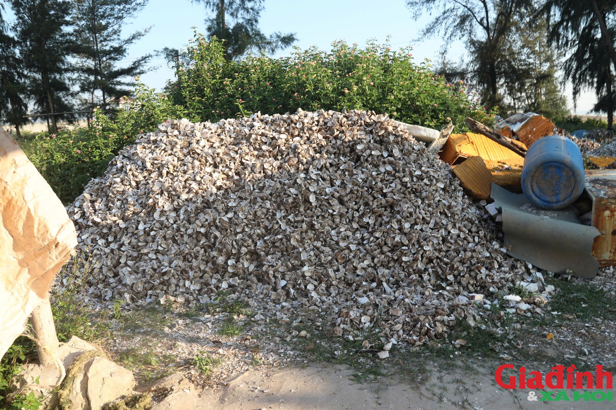 R&aacute;c vỏ h&agrave;u bủa v&acirc;y nhiều tuyến s&ocirc;ng ven biển Nghệ An - Ảnh 9.