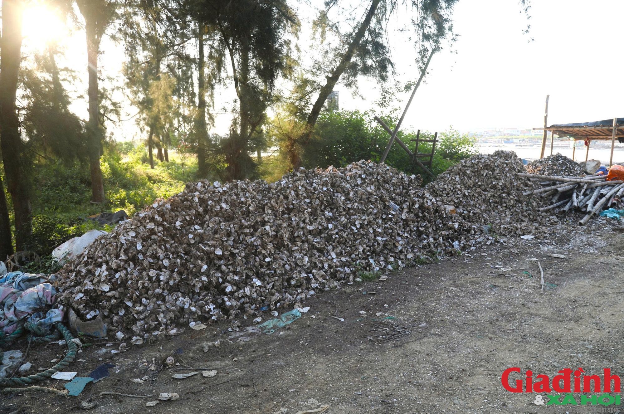 R&aacute;c vỏ h&agrave;u bủa v&acirc;y nhiều tuyến s&ocirc;ng ven biển Nghệ An - Ảnh 10.