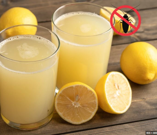 Diệt sạch gi&aacute;n chung cư chỉ sau một đ&ecirc;m bằng 4 c&aacute;ch n&agrave;y - Ảnh 3.