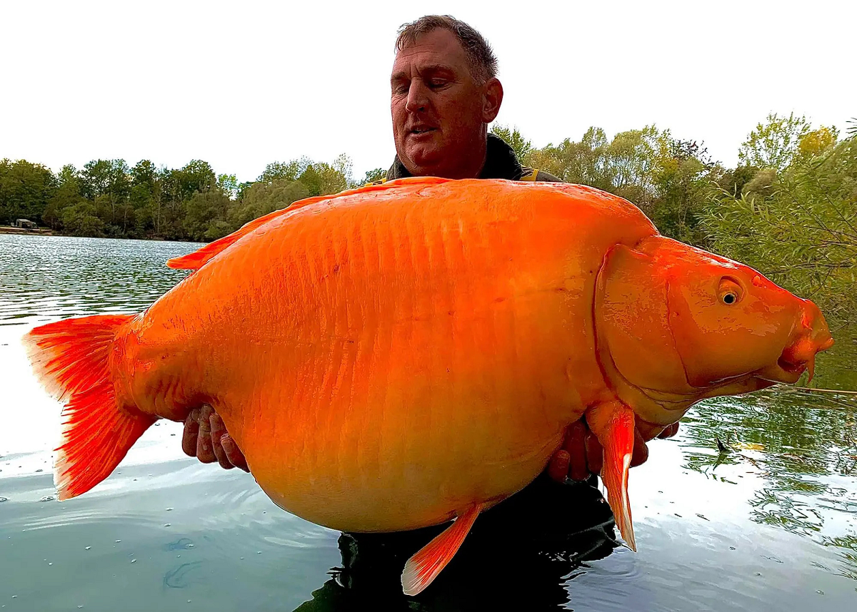 Cần thủ c&acirc;u được c&aacute; v&agrave;ng "khổng lồ" 31kg - Ảnh 1.