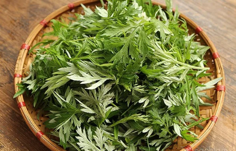 Ăn l&aacute; ngải cứu c&oacute; t&aacute;c dụng g&igrave; đối với phụ nữ v&agrave; những lưu &yacute; khi d&ugrave;ng để tr&aacute;nh ngộ độc - Ảnh 3.