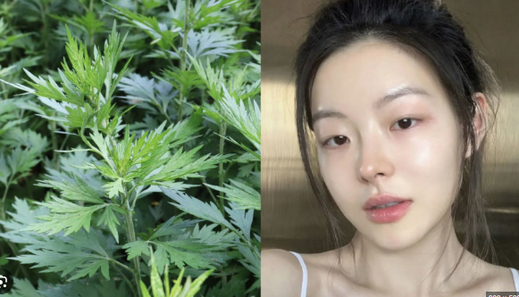 C&aacute;ch trị n&aacute;m bằng ngải cứu v&agrave; những lưu &yacute; khi sử dụng - Ảnh 3.