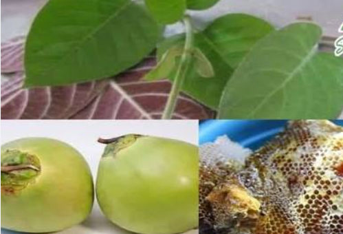 Uống l&aacute; mơ xay với nước dừa chữa bệnh g&igrave; v&agrave; những lưu &yacute; quan trọng khi sử dụng - Ảnh 1.