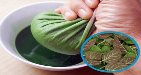 Uống l&aacute; mơ xay với nước dừa chữa bệnh g&igrave; v&agrave; những lưu &yacute; quan trọng khi sử dụng - Ảnh 3.