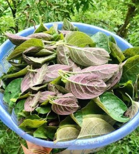 Uống l&aacute; mơ xay với nước dừa chữa bệnh g&igrave; v&agrave; những lưu &yacute; quan trọng khi sử dụng - Ảnh 4.