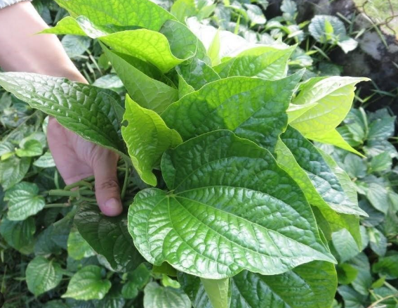Ăn lá lốt tốt cho sức khỏe, đặc biệt người đau lưng, sưng khớp gối, bàn chân tê buốt - Ảnh 1.