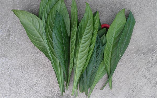 Ăn lá xương sông tốt cho sức khỏe, đặc biệt trị cảm cúm, loét dã dày - Ảnh 2.