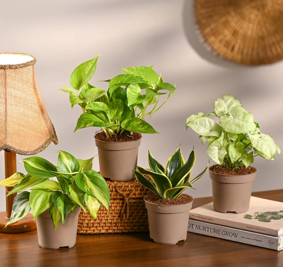6 món đồ decor giúp "hút dương khí" cho tổ ấm trong tháng cô hồn - Ảnh 2.