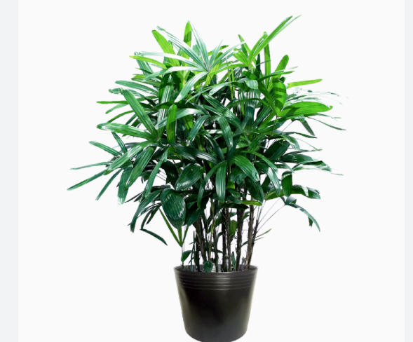 B&iacute; quyết ngủ ngon v&agrave; thải độc ph&ograve;ng ngủ nhờ những chậu c&acirc;y quen thuộc - Ảnh 3.