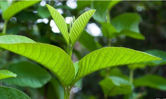 Đ&acirc;y mới l&agrave; c&aacute;ch l&agrave;m đẹp từ l&aacute; ổi kh&ocirc;ng phải ai cũng biết - Ảnh 2.