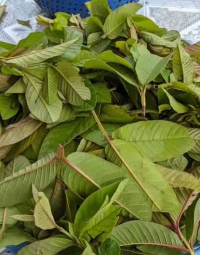 Đ&acirc;y mới l&agrave; c&aacute;ch l&agrave;m đẹp từ l&aacute; ổi kh&ocirc;ng phải ai cũng biết - Ảnh 3.