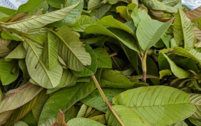 L&agrave;m đẹp bằng l&aacute; t&iacute;a t&ocirc; kh&ocirc;ng phải ai cũng biết - Ảnh 5.