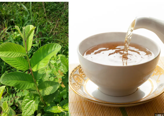 Uống nước l&aacute; ổi tươi c&oacute; t&aacute;c dụng g&igrave;? C&aacute;ch uống thế n&agrave;o cho đ&uacute;ng? - Ảnh 1.