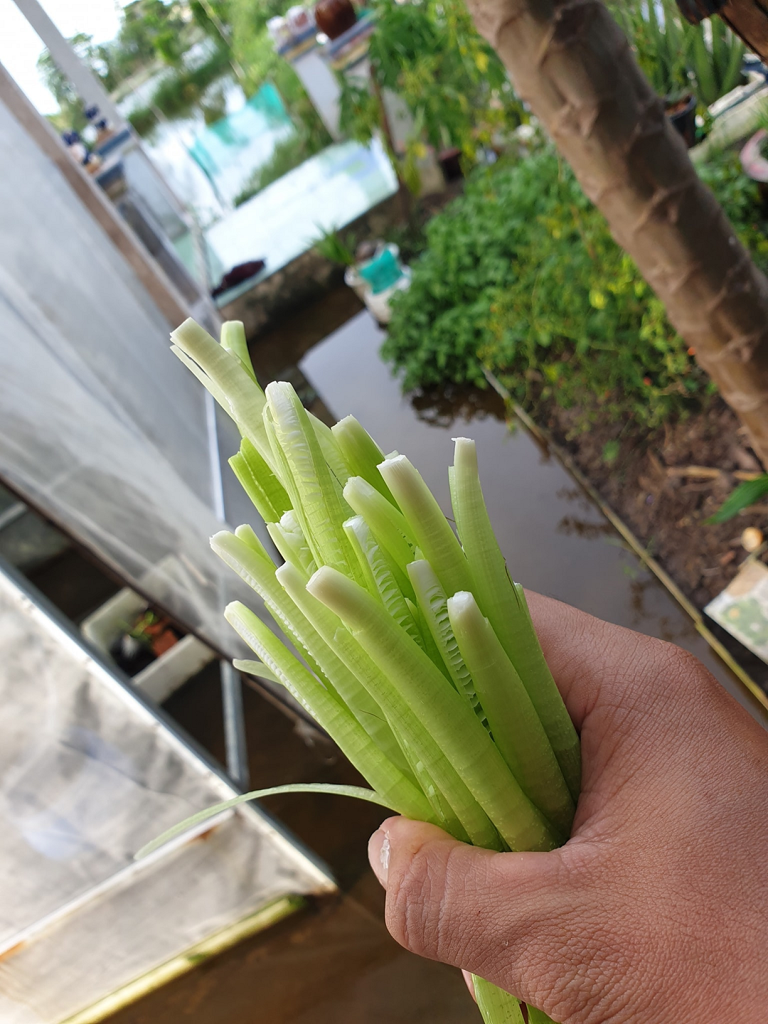 Loại cỏ dại mọc bờ mương xưa không ai "ngó" nay bán tới 120.000 đồng/kg, ăn tốt ngang thịt - Ảnh 3.