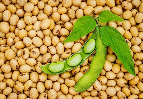 Ngỡ l&agrave; m&oacute;n ăn b&igrave;nh d&acirc;n, 6 loại đậu n&agrave;y lại l&agrave; "thần dược" cho xương khớp - Ảnh 3.