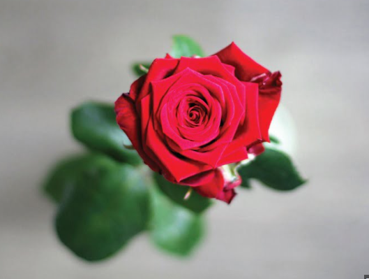 Giải mã nguồn gốc bông hồng cài áo và ý nghĩa hoa đỏ, trắng, vàng ngày Vu Lan - Ảnh 2.